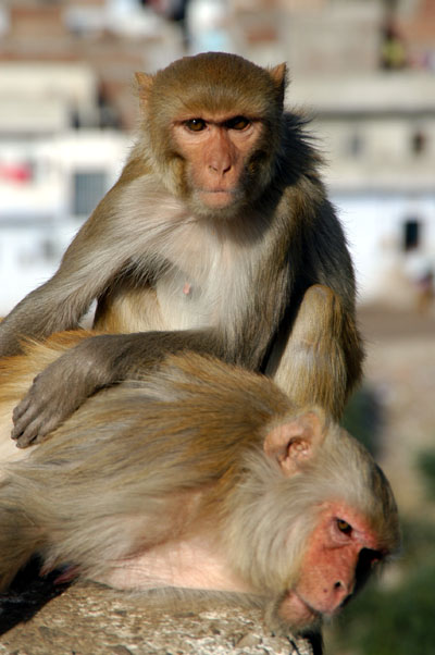 Monkey Temple path, Jaipur