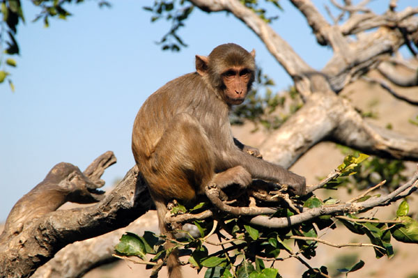 Monkey in a tree