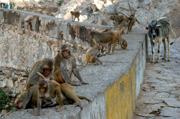 Monkeys lining the road
