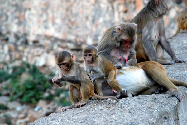 Monkey family, Jaipur