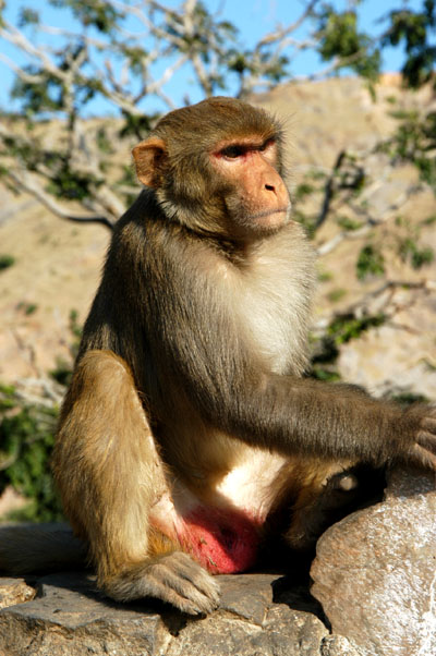 Monkey, Jaipur