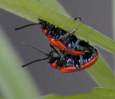 Mating lily bugs