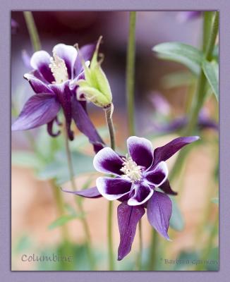 purple white columbine IMG_8814 copy.jpg