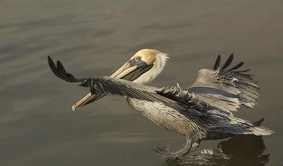 Pelican Fly series II.jpg