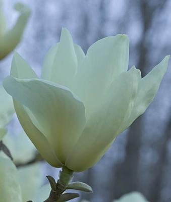 Magnolia Elizabeth Glow IV.jpg