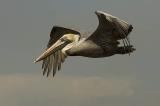 Pelican Fly series III.jpg