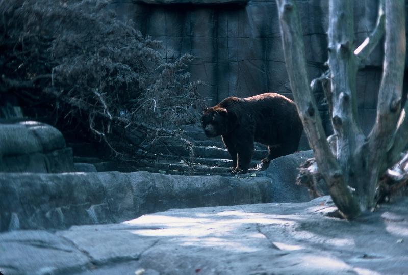 Bear at Indianapolis zoo