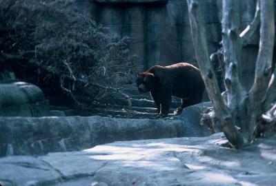 Bear at Indianapolis zoo