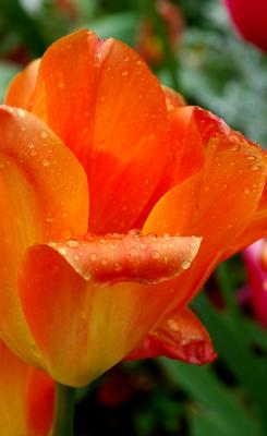 orange tulip.jpg