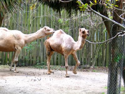 Two Camels.jpg