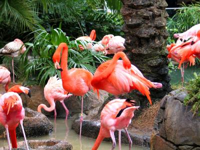 Two Flamingos.jpg