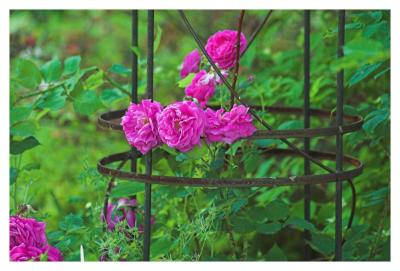 Iron and Roses_0678_01.jpg