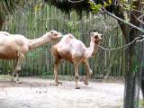 Two Camels.jpg