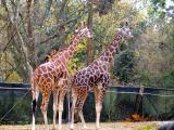 Two Giraffes.jpg