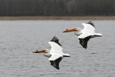 White Pelicans