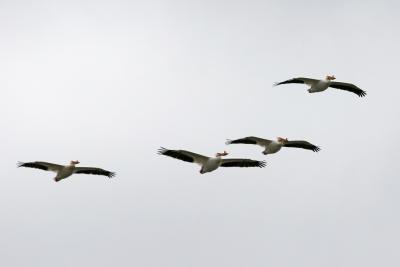 White Pelicans