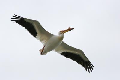 White Pelican