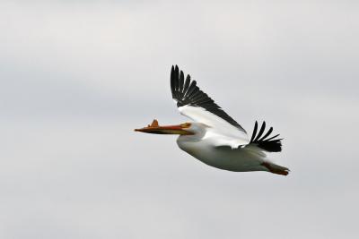 White Pelican