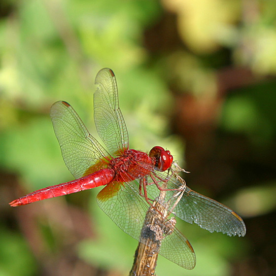 INSECTS-0008