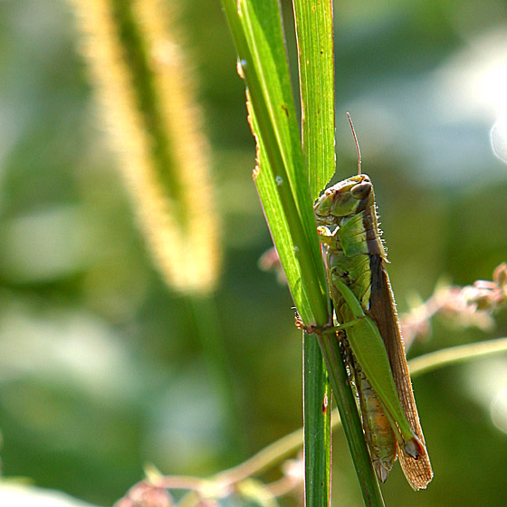 INSECTS-0011
