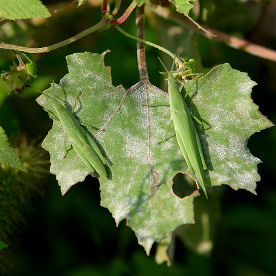 INSECTS-0014