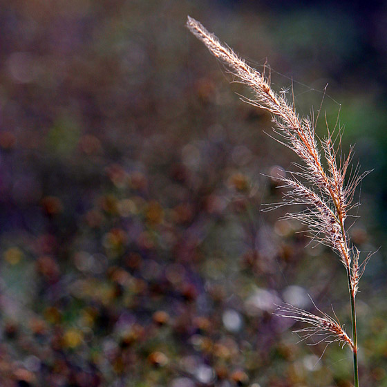BOTANIC-0043