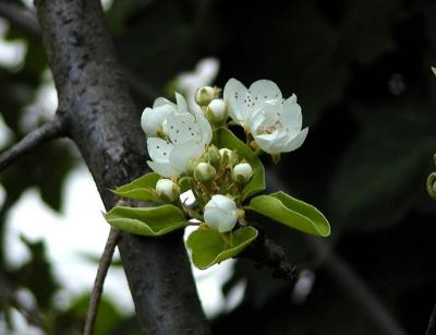 Pear Blossoms