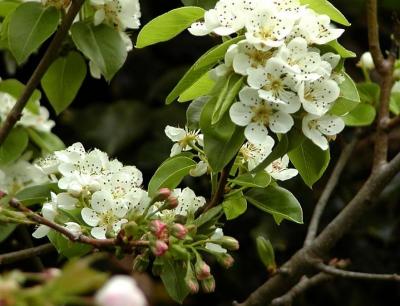 Cherry buds and Pear Blossoms