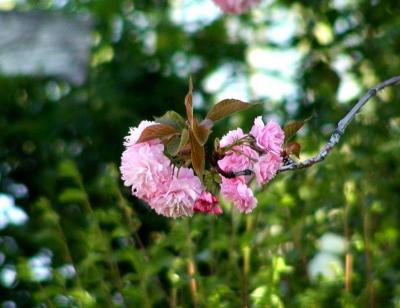 Pink Cherry Blossoms