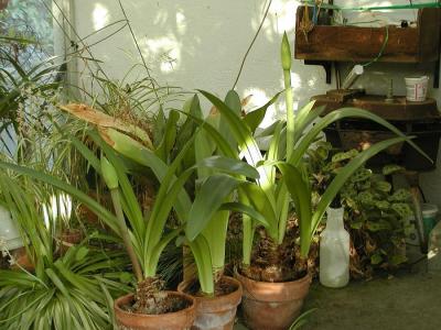 The two Amaryllis stalks continue to grow