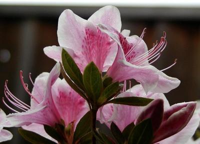 Azaleas after the rain