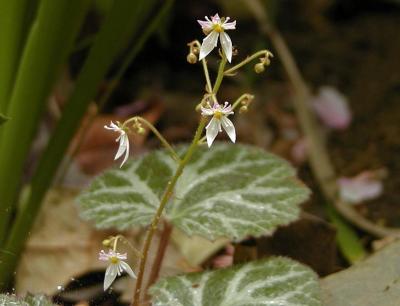 Tiny flowers