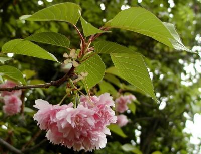 Pink Cherry Blossoms