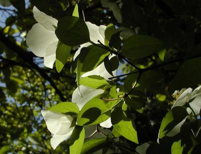 White flowers in the morning light
