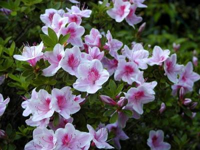 Azaleas