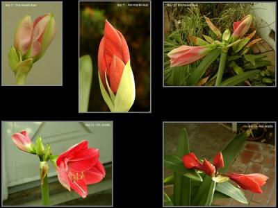 Amaryllis are blooming