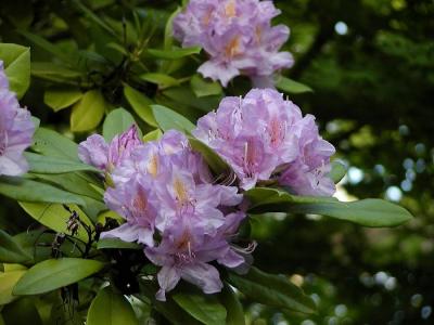 Rhododendrun flowers