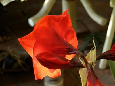 Red Amaryllis in the morning light