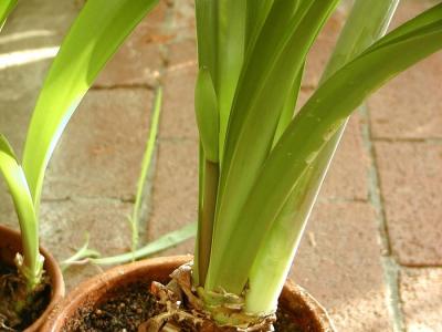 Surprise!! Second Stalk coming up on the Red Amaryllis