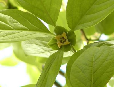 Persimmon Flower