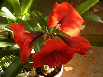 Red Amaryllis in the morning light