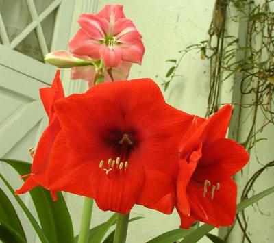Two Amaryllis