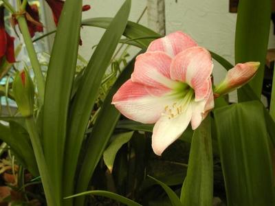 Third Amaryllis blooming with the second Red Amaryllis about to open