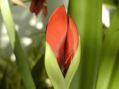 Second Red Amaryllis Buds