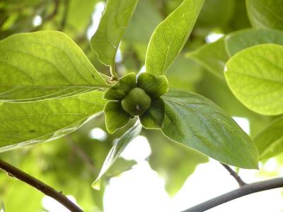 Should be a good crop of Persimmons this year