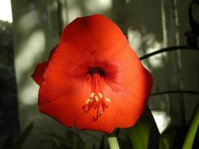 Red Amaryllis
