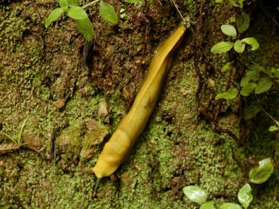0P6222074_BananaSlug.jpg