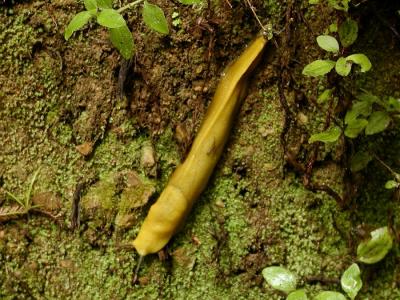 0P6222074_BananaSlug.jpg