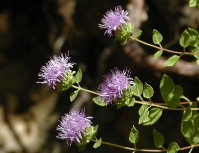 Coyote Mint wildflowers