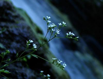 Flowers by the falls